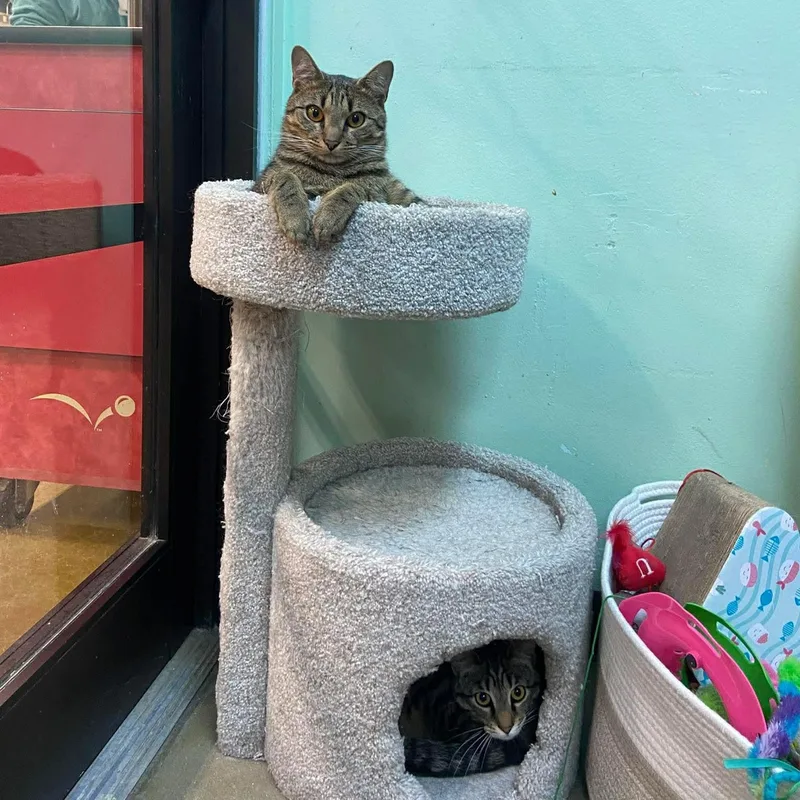 Robin & Ivy thumbnail 6