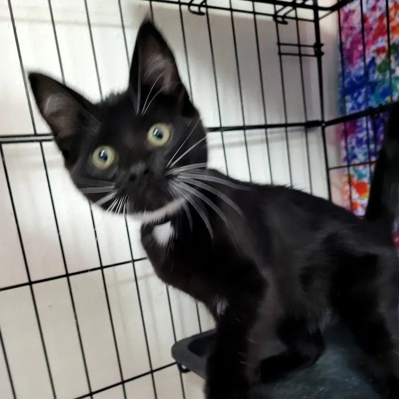 A baby small-sized female Domestic Short Hair cat named Joan for adoption in Allyn, WA
