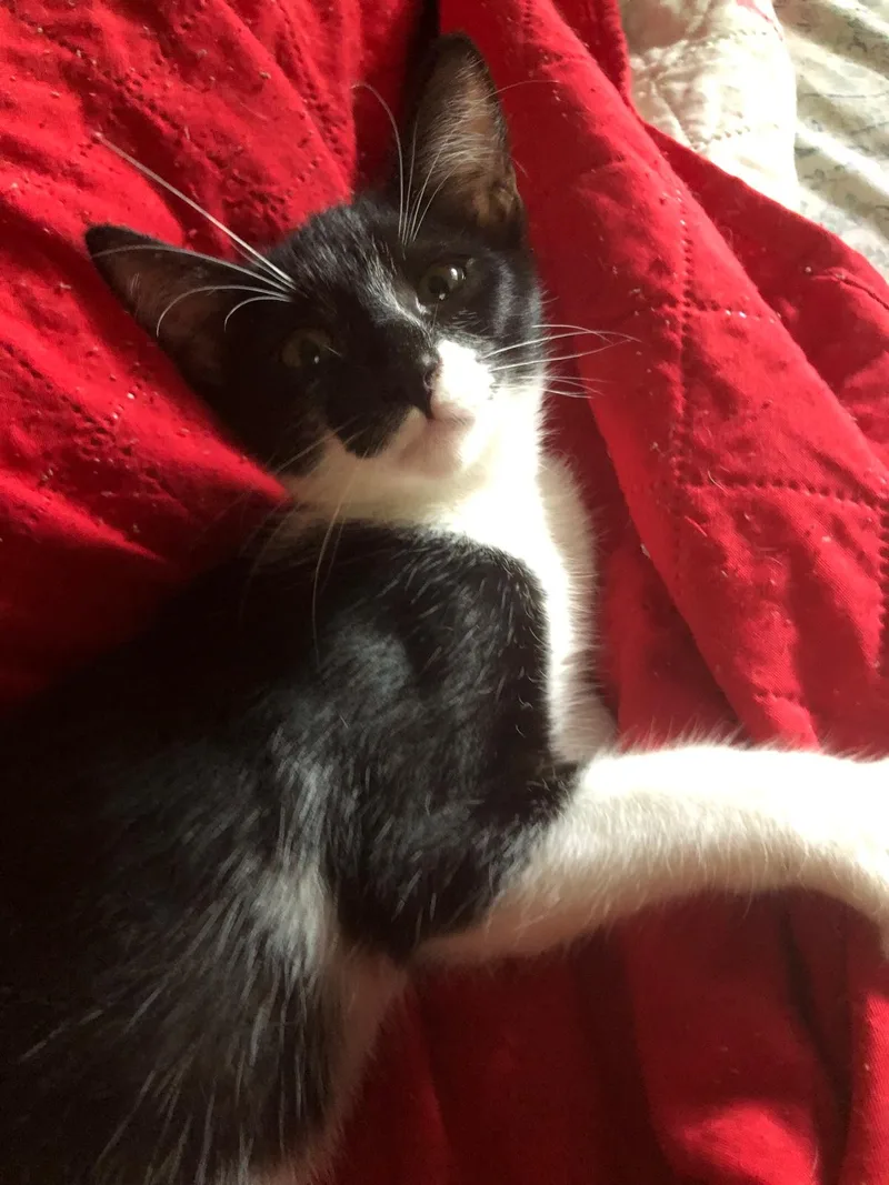 Mystique thumbnail 4