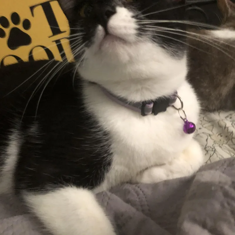 Mystique thumbnail 5