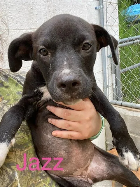 A baby medium-sized female Labrador Retriever dog named Jazz for adoption in Zimmerman, MN