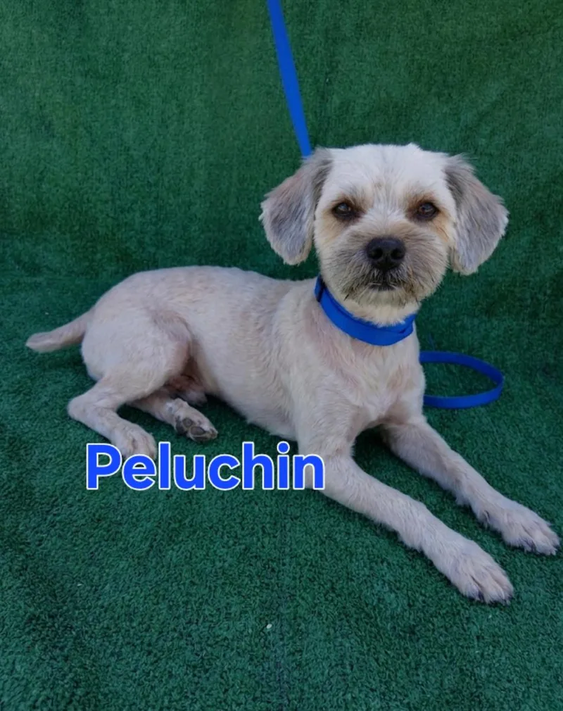 Peluchin thumbnail 4