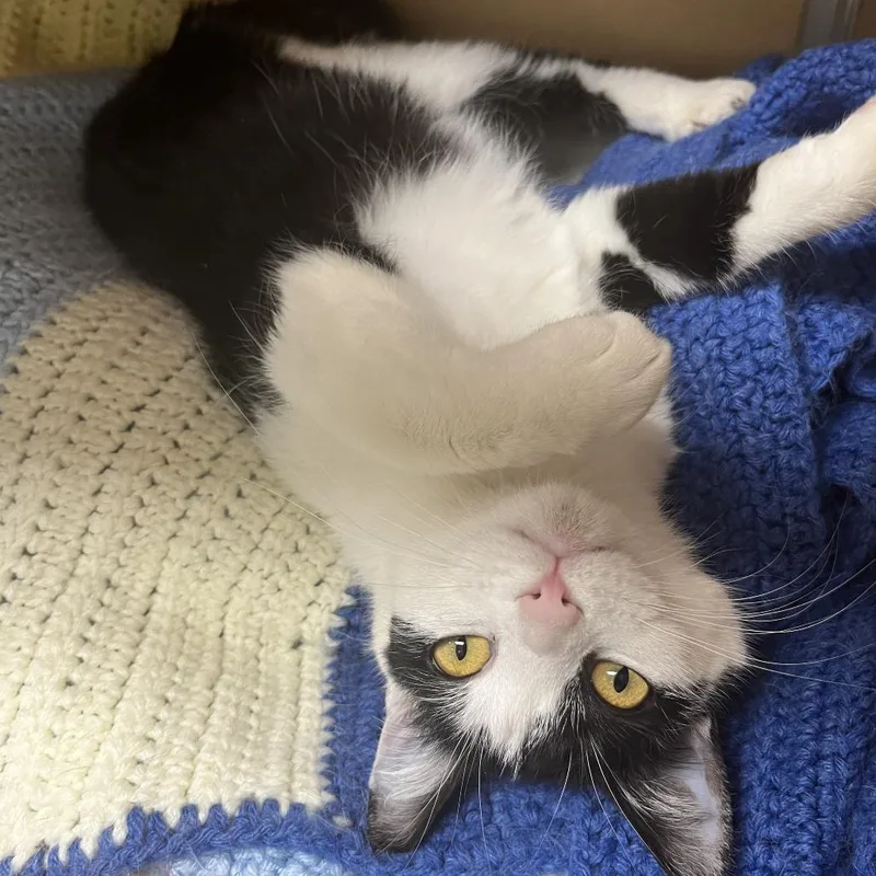 A young medium-sized female Black Domestic Medium Hair cat named Semeru for adoption in Brookfield, WI