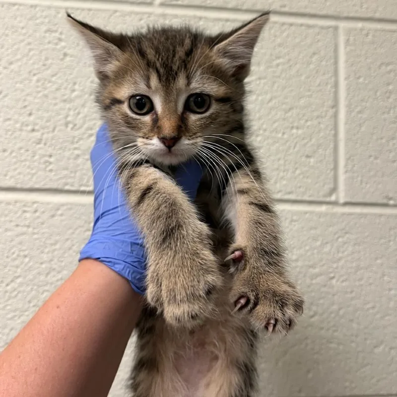 A baby small-sized female Brown / Chocolate Domestic Short Hair cat named Belle for adoption in Charlottesville, VA
