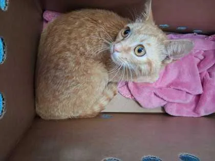 A baby small-sized male Domestic Short Hair cat named Raiku for adoption in Sevierville, TN