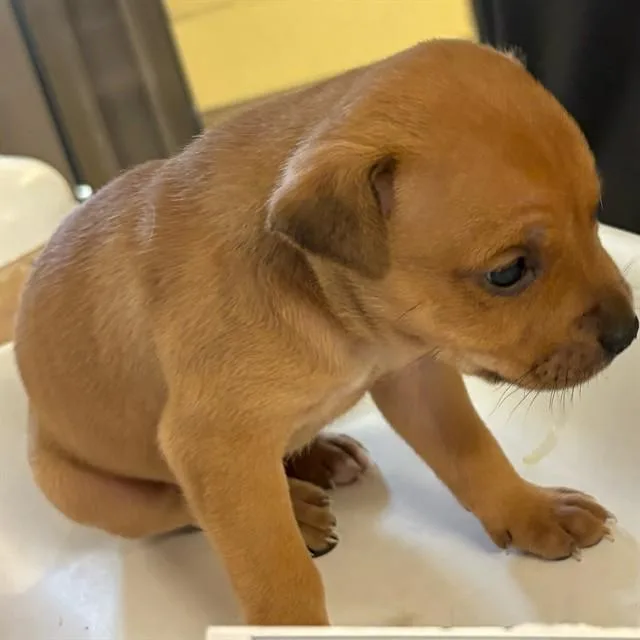 A baby small-sized female German Shepherd Dog dog named Athena for adoption in Riverside, CA