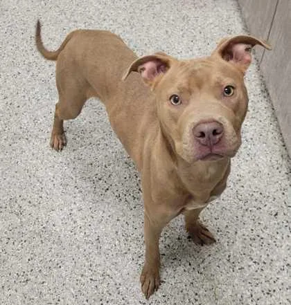 A young medium-sized female Yellow / Tan / Blond / Fawn Pit Bull Terrier dog named Sosie for adoption in Kansas City, MO