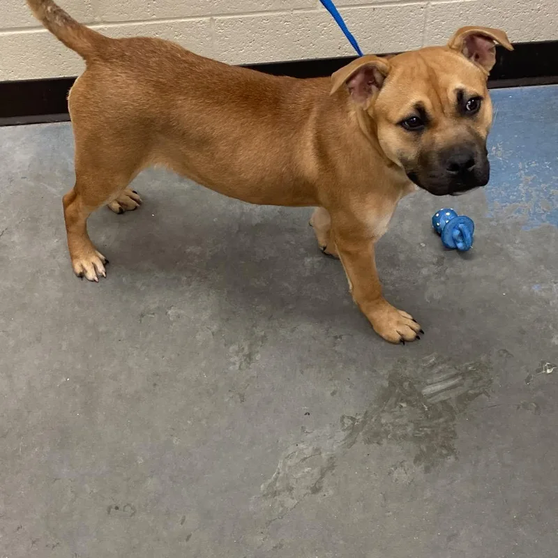 A baby medium-sized female Brown / Chocolate Mixed Breed dog named Lola for adoption in Memphis, TN
