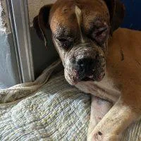 An adult medium-sized male Tricolor (Brown, Black, & White) Boxer dog named Sebastian for adoption in Davis, CA