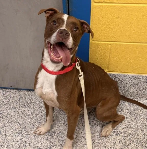 A senior medium-sized female Pit Bull Terrier dog named Mini for adoption in Golden, CO