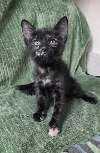 A young small-sized female Domestic Medium Hair cat named Reese`s for adoption in Phoenix, AZ