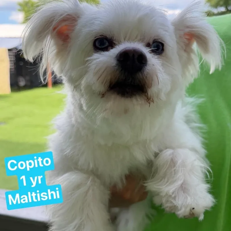 A baby small-sized male White / Cream West Highland White Terrier / Westie dog named Copito for adoption in Tampa, FL