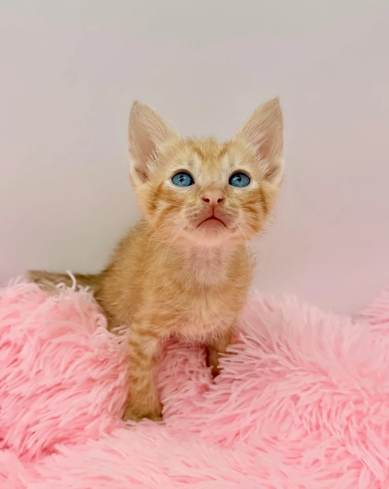 A baby medium-sized male Orange / Red Domestic Short Hair cat named Flipturn for adoption in Covington, LA