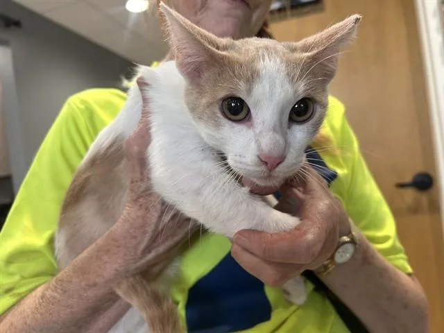 A young large-sized male Domestic Short Hair cat named Keanu for adoption in Garland, TX