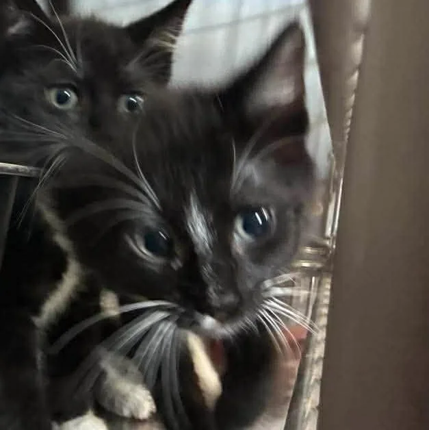 A baby medium-sized male Black Domestic Short Hair cat named Tbone for adoption in Petersburg, IL