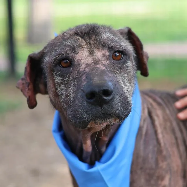 An adult medium-sized male Labrador Retriever dog named Chicago for adoption in San Antonio, TX