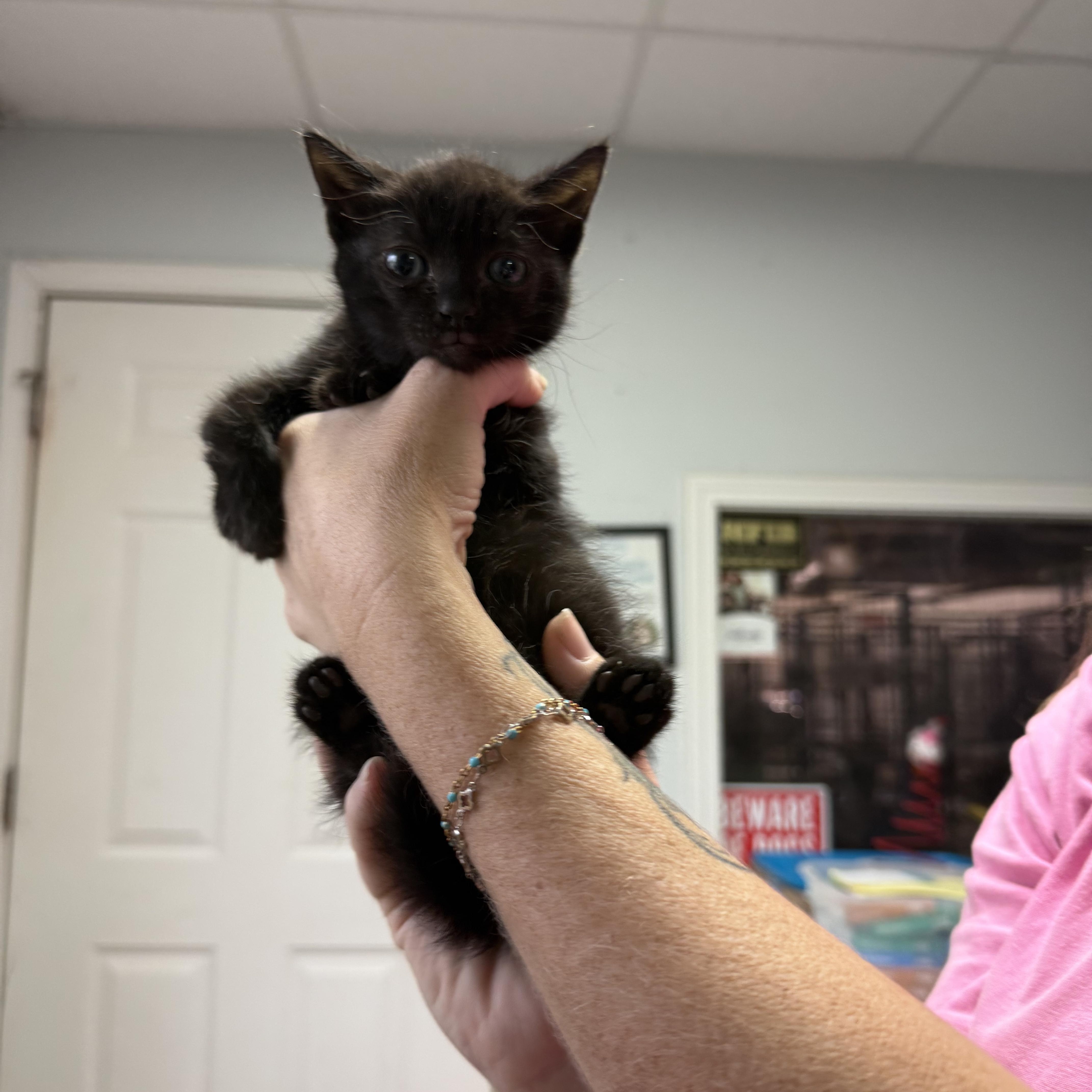 A baby small-sized male Black Domestic Short Hair cat named Dan for adoption in Columbia, SC