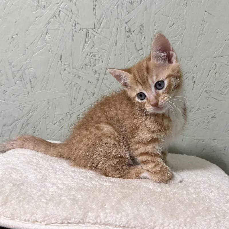 A baby small-sized male Domestic Short Hair cat named Flapjack for adoption in Cumming, GA