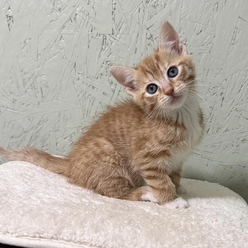 Flapjack thumbnail 2