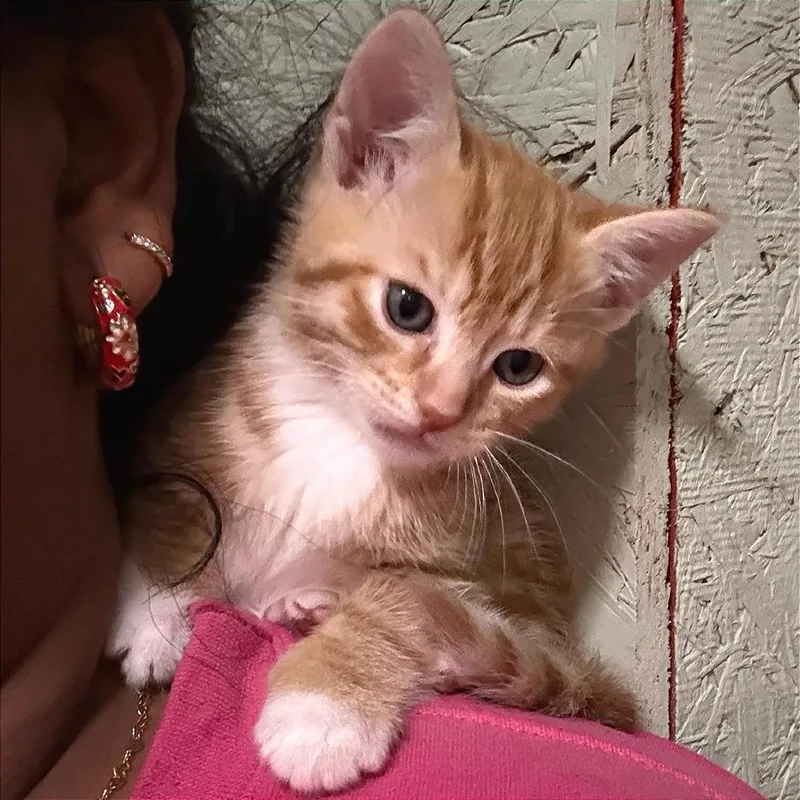 Flapjack thumbnail 3