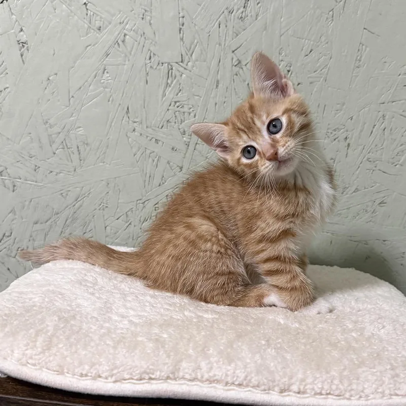 Flapjack thumbnail 4