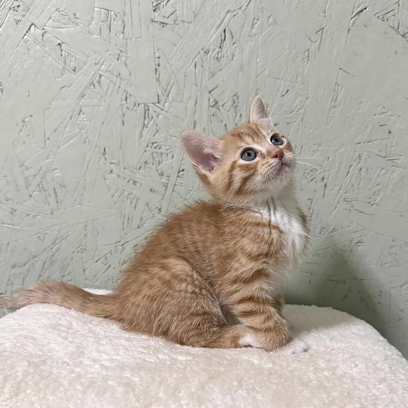 Flapjack thumbnail 5