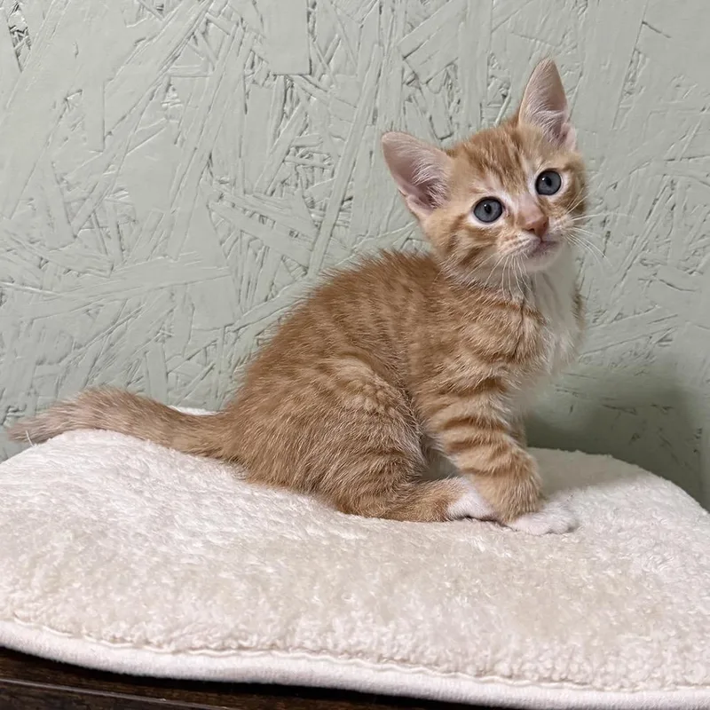 Flapjack thumbnail 6