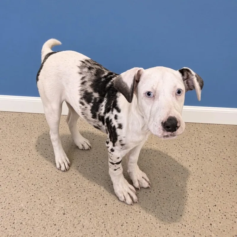 A young medium-sized female White / Cream Catahoula Leopard Dog dog named Bobbie for adoption in Pilot Point, TX