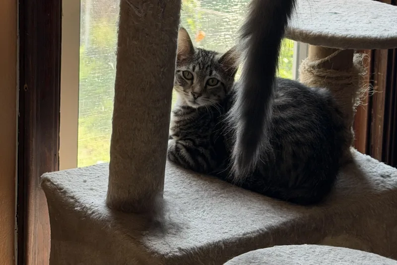 A young small-sized male Domestic Short Hair cat named Cashew for adoption in Bethel Park, PA