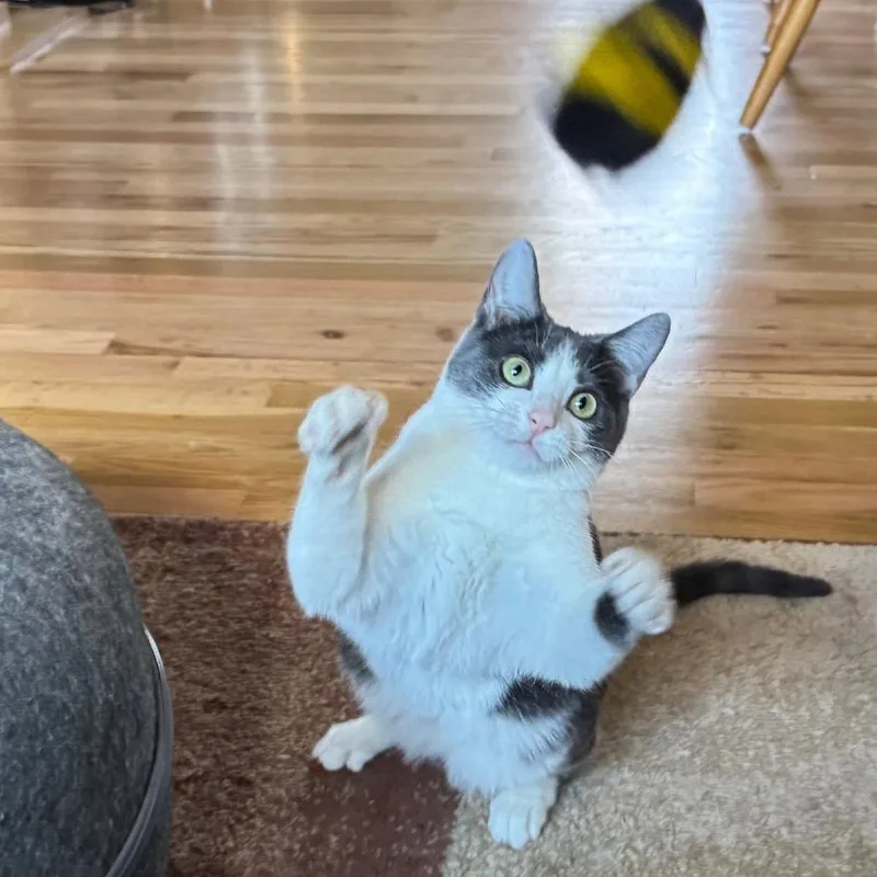 A young small-sized female Gray / Blue / Silver Domestic Short Hair cat named Alba for adoption in Laramie, WY