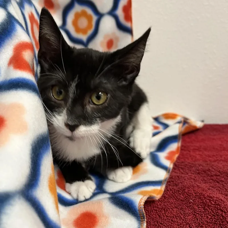 A young medium-sized male Black Domestic Short Hair cat named Samson for adoption in Henderson, NV