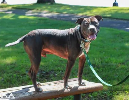 An adult large-sized male Pit Bull Terrier dog named King for adoption in Lowell, MA
