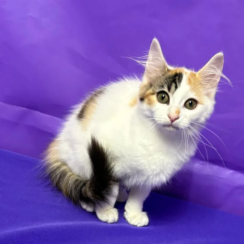 A baby small-sized female Domestic Medium Hair cat named Nila for adoption in North Myrtle Beach, SC