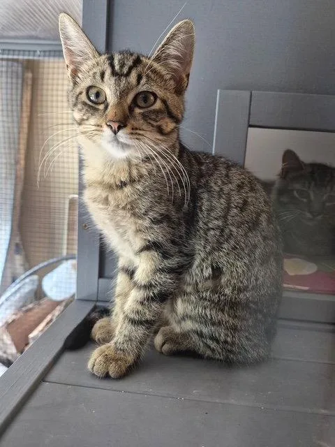 A young small-sized female Domestic Short Hair cat named C Litter Carlee for adoption in Livonia, MI