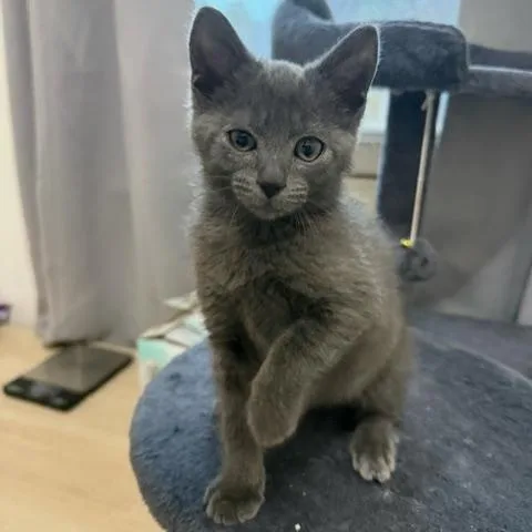 A baby small-sized female Gray / Blue / Silver Domestic Short Hair cat named Spark Plug for adoption in Hudsonville, MI