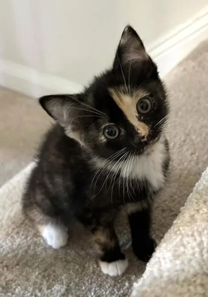 A baby small-sized female Domestic Short Hair cat named Pixie for adoption in Fairfax, VA