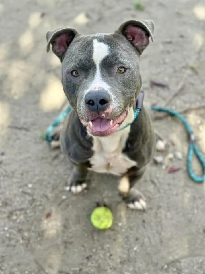 An adult medium-sized male Gray / Blue / Silver Pit Bull Terrier dog named Buffalo for adoption in Chicago, IL
