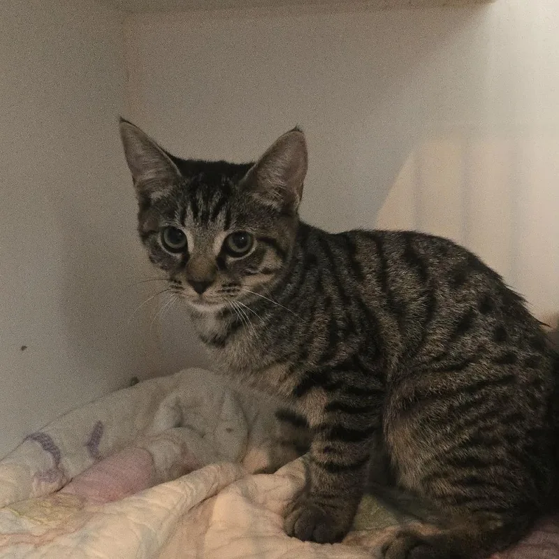 A baby small-sized female Domestic Short Hair cat named Kelly for adoption in Salisbury, MA
