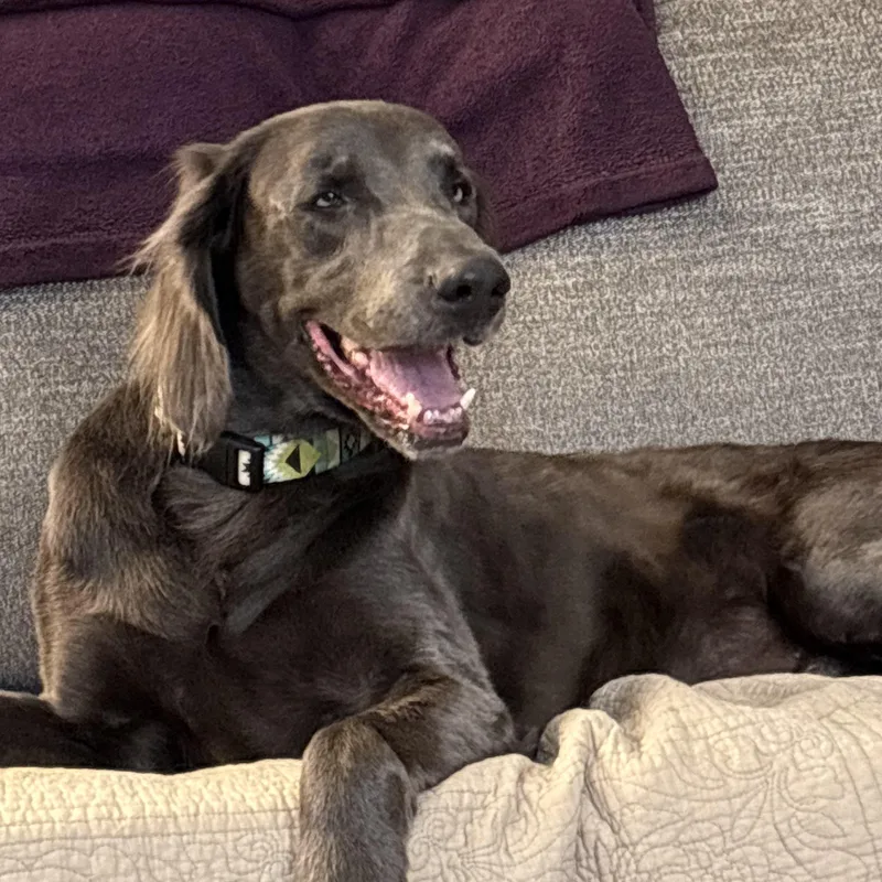A senior large-sized male Gray / Blue / Silver Weimaraner dog named Hank for adoption in Jeffersonville, IN