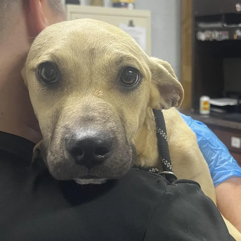 A young medium-sized female Yellow / Tan / Blond / Fawn Mixed Breed dog named Tessa for adoption in Summerville, SC