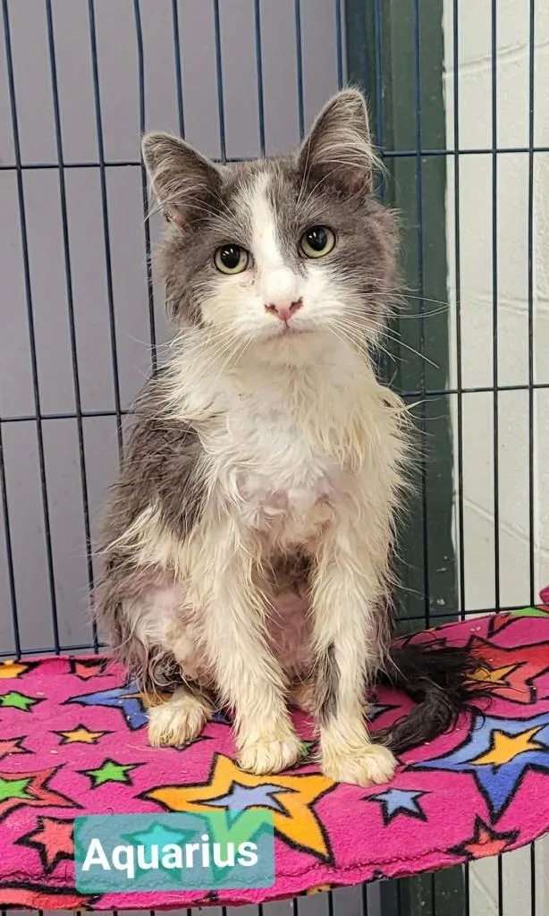 A baby medium-sized male Domestic Medium Hair cat named Aquarius for adoption in Richmond, IN