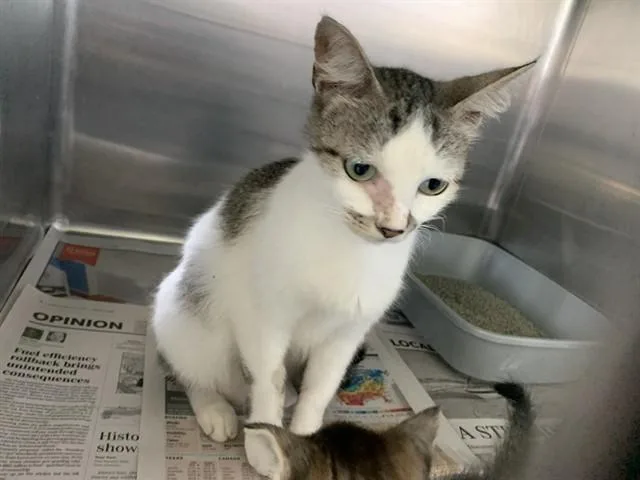 A young small-sized female Domestic Short Hair cat named Sarah for adoption in Corpus Christi, TX