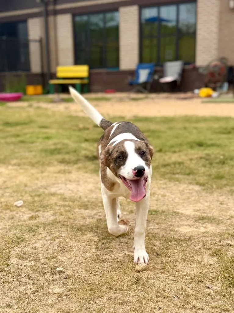 A baby medium-sized male Pit Bull Terrier dog named Starbucks for adoption in Douglasville, GA