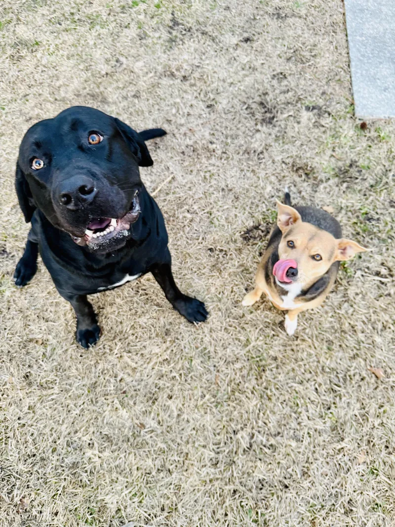 An adult extra large-sized male Black Labrador Retriever dog named Cash  Courtesy Listing for adoption in Clyde, NC