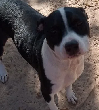 Prisilla Rose thumbnail 2