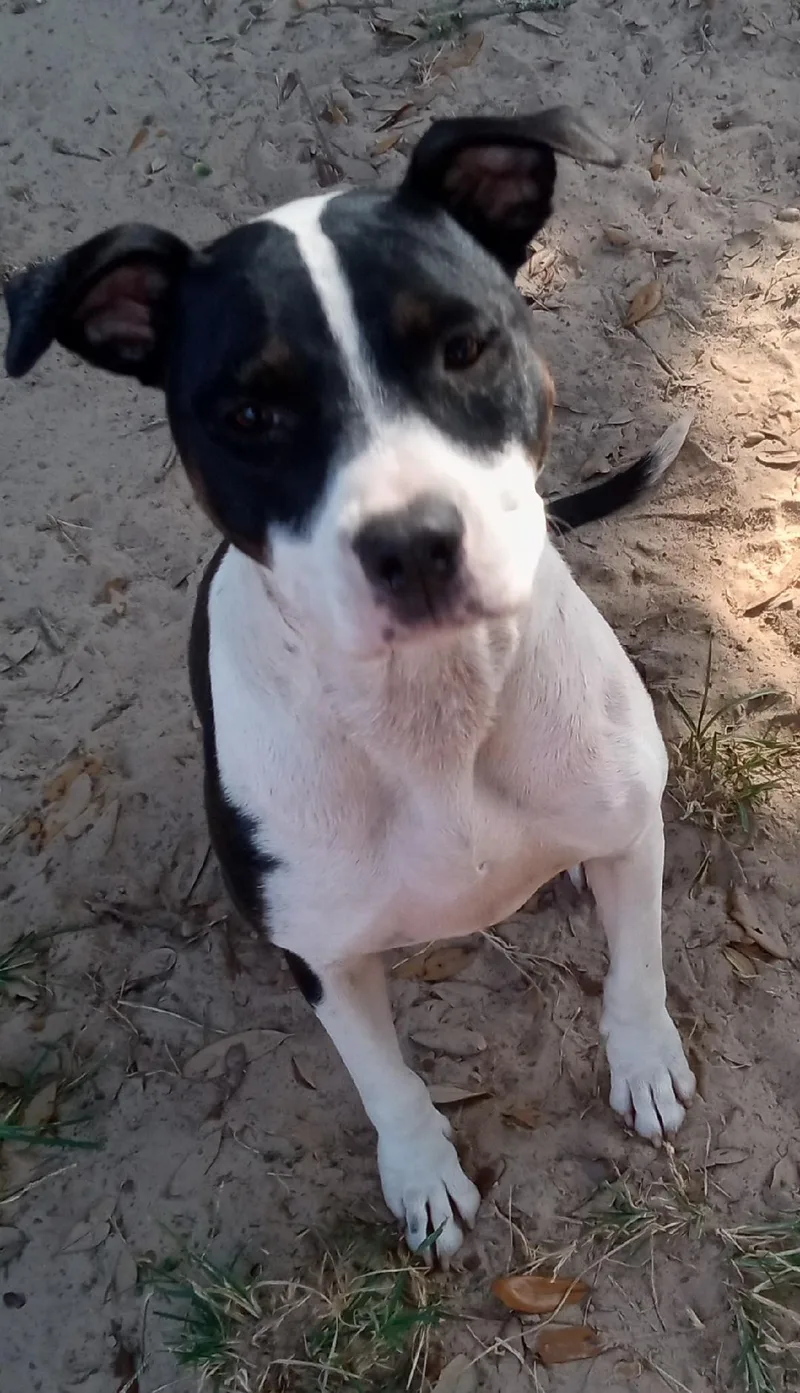 Prisilla Rose thumbnail 3