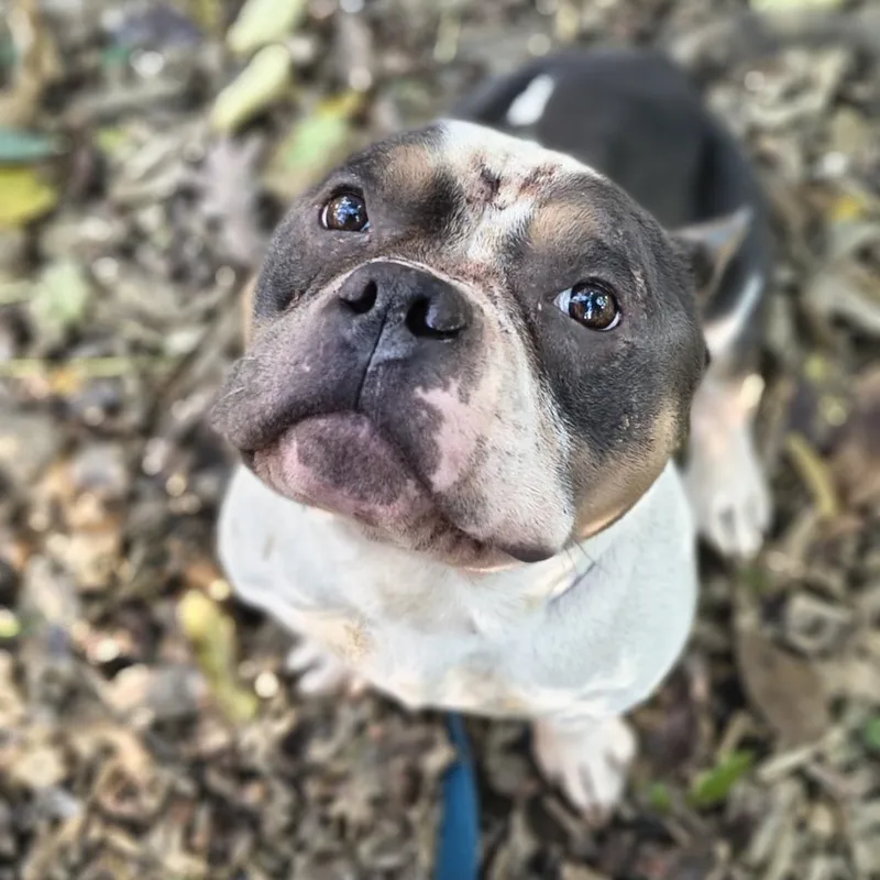 An adult medium-sized male Brown / Chocolate Mixed Breed dog named Tigger for adoption in Edwardsville, IL