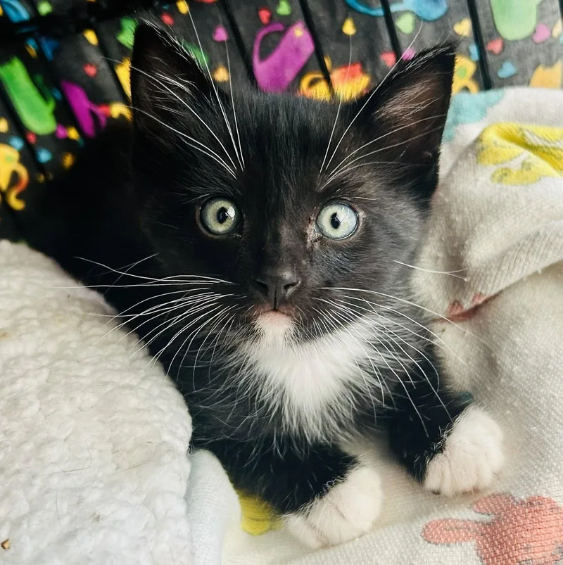 Mittens