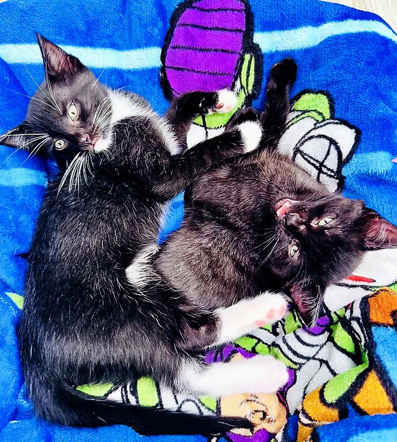 Mittens thumbnail 3