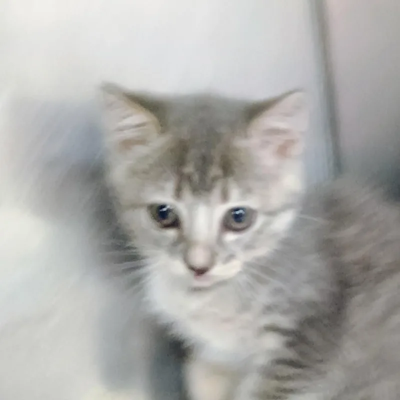 A baby small-sized female Gray / Blue / Silver Domestic Short Hair cat named Mariana for adoption in Palestine, TX